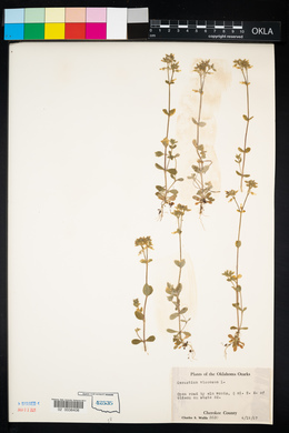 Cerastium viscosum image