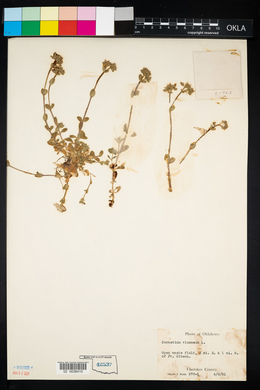 Cerastium viscosum image