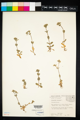 Cerastium viscosum image