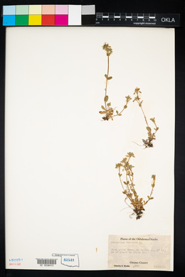 Cerastium viscosum image