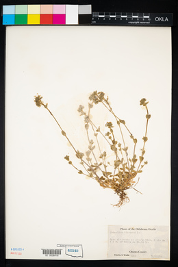 Cerastium viscosum image