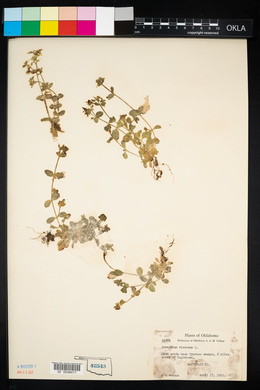 Cerastium viscosum image