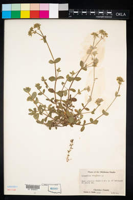 Cerastium viscosum image