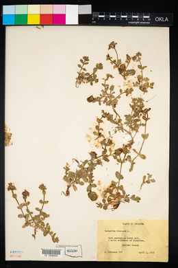 Cerastium viscosum image