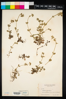 Cerastium viscosum image