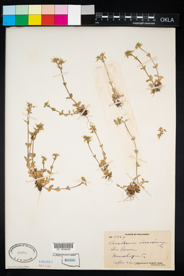 Cerastium viscosum image