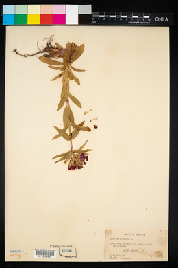 Dianthus barbatus image