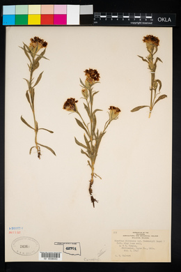 Dianthus chinensis image