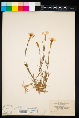 Dianthus plumarius image