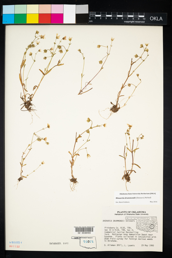 Mononeuria nuttallii image