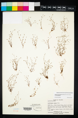 Sagina decumbens image