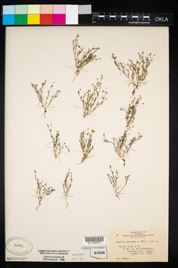 Sagina decumbens image