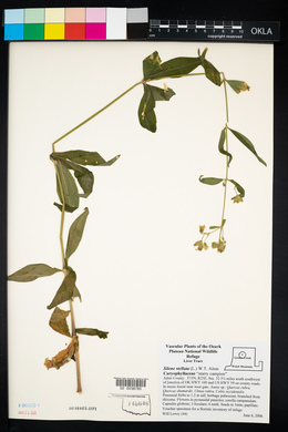 Silene stellata image