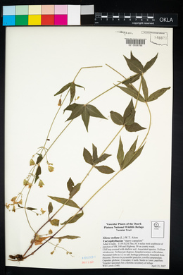 Silene stellata image