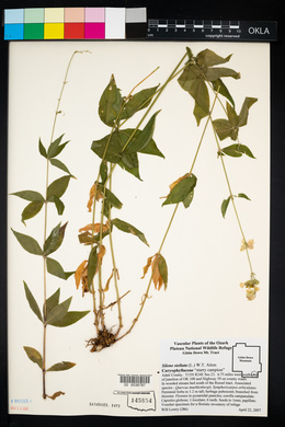 Silene stellata image