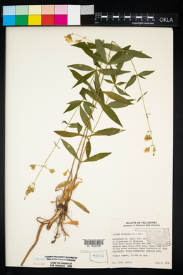 Silene stellata image