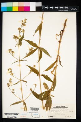 Silene stellata image