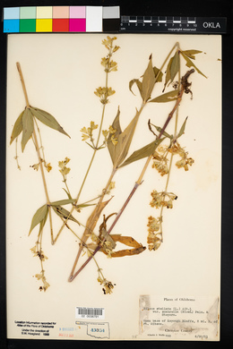 Silene stellata image