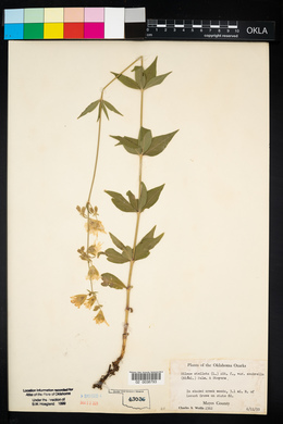 Silene stellata image