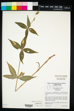 Silene stellata image