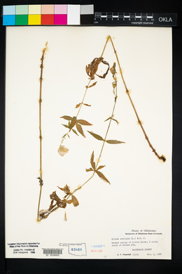 Silene stellata image