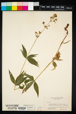 Silene stellata image