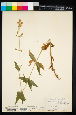 Silene stellata image