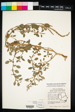 Amaranthus arenicola image