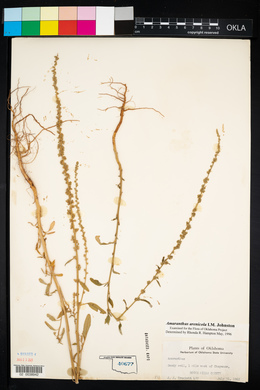 Amaranthus arenicola image