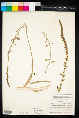 Amaranthus arenicola image