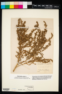 Amaranthus albus image