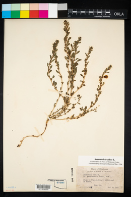 Amaranthus albus image