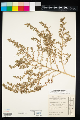 Amaranthus albus image