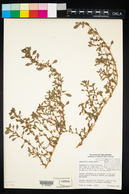 Amaranthus graecizans image