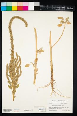 Amaranthus palmeri image