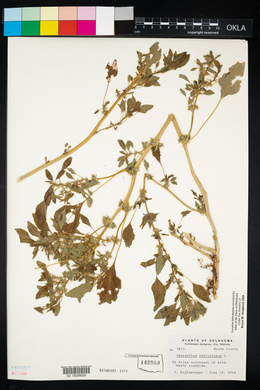 Amaranthus retroflexus image