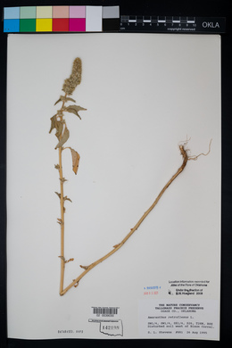 Amaranthus retroflexus image