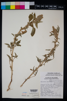 Amaranthus retroflexus image