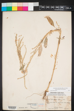 Amaranthus tuberculatus image