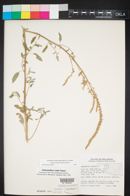 Amaranthus tuberculatus image