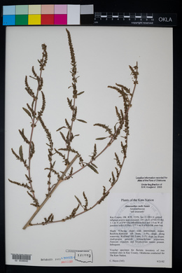 Amaranthus tuberculatus image