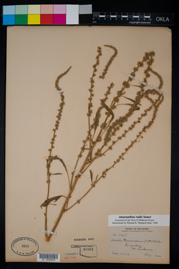 Amaranthus tuberculatus image