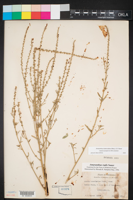 Amaranthus tuberculatus image