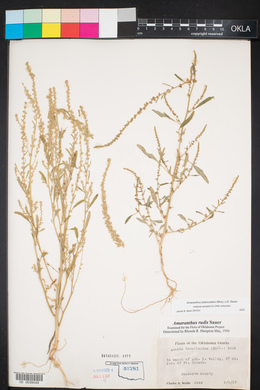 Amaranthus tuberculatus image