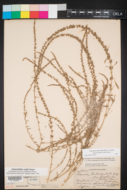Amaranthus tuberculatus image