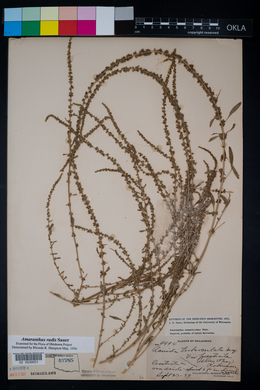 Amaranthus tuberculatus image