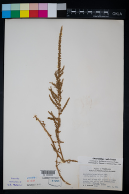 Amaranthus tuberculatus image