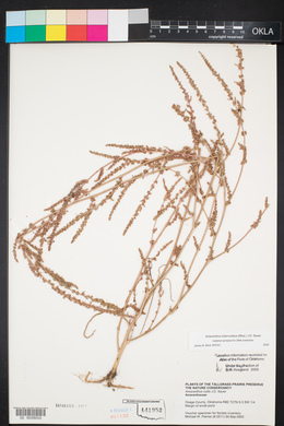 Amaranthus tuberculatus image