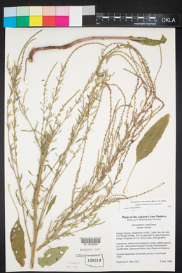 Amaranthus tuberculatus image
