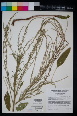 Amaranthus tuberculatus image